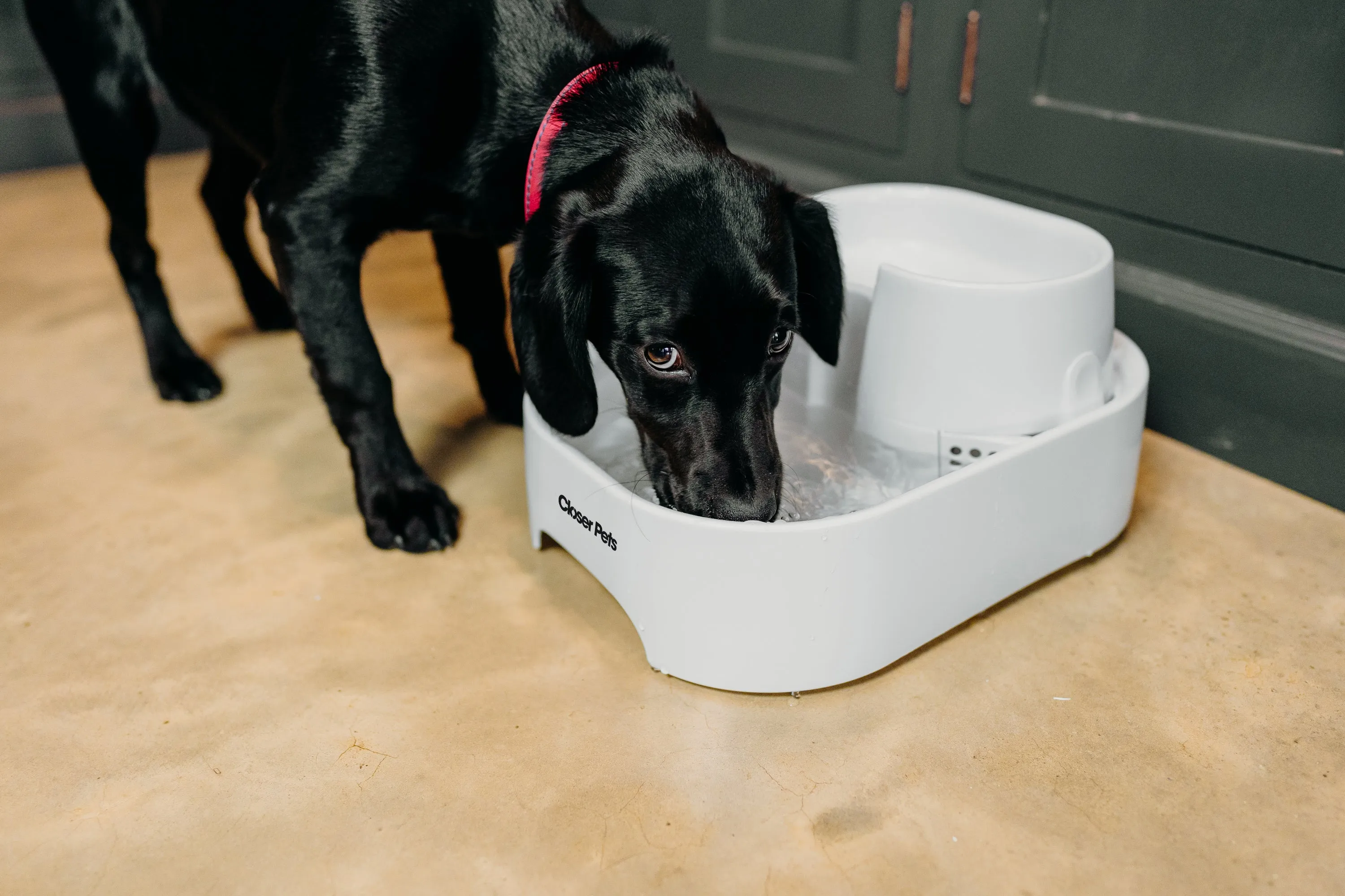 Closer Pets Large Two-level Six-litre Pet Fountain – White (CP 385)