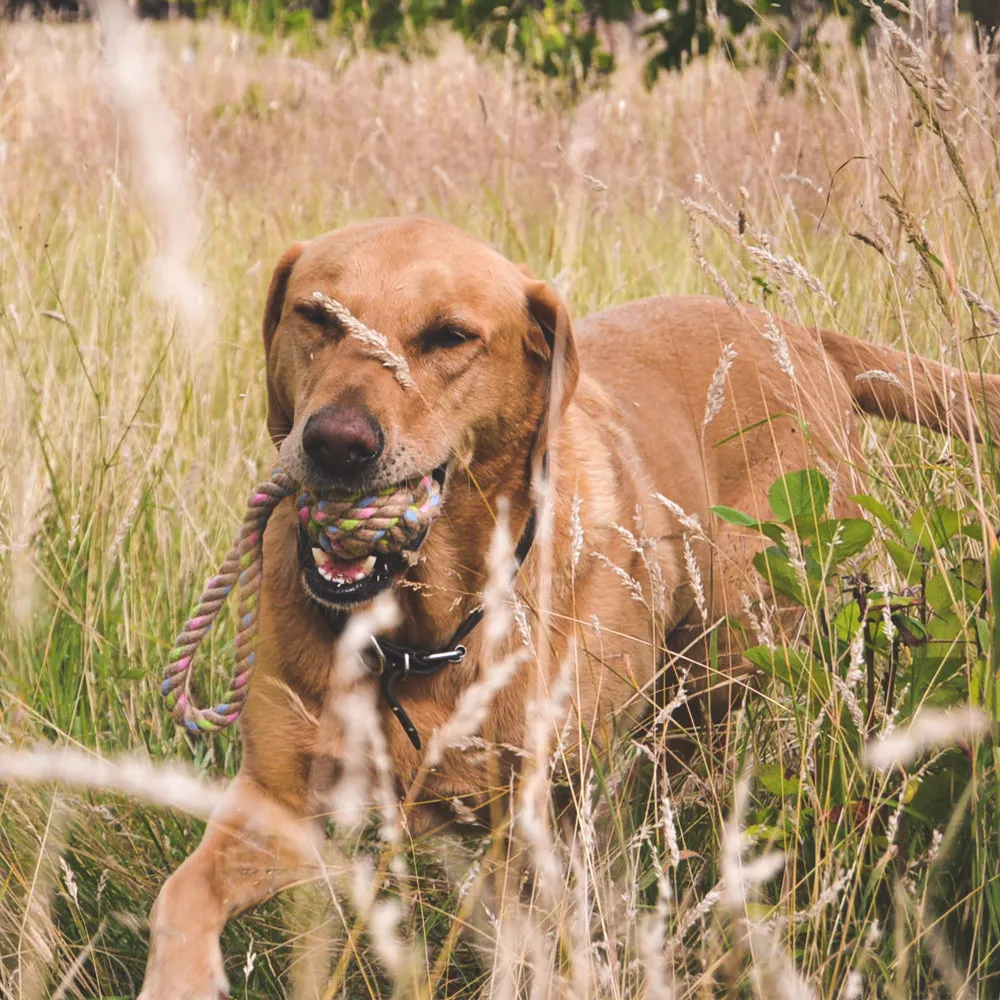 Hemp Rope Ball on Loop Dog Toy