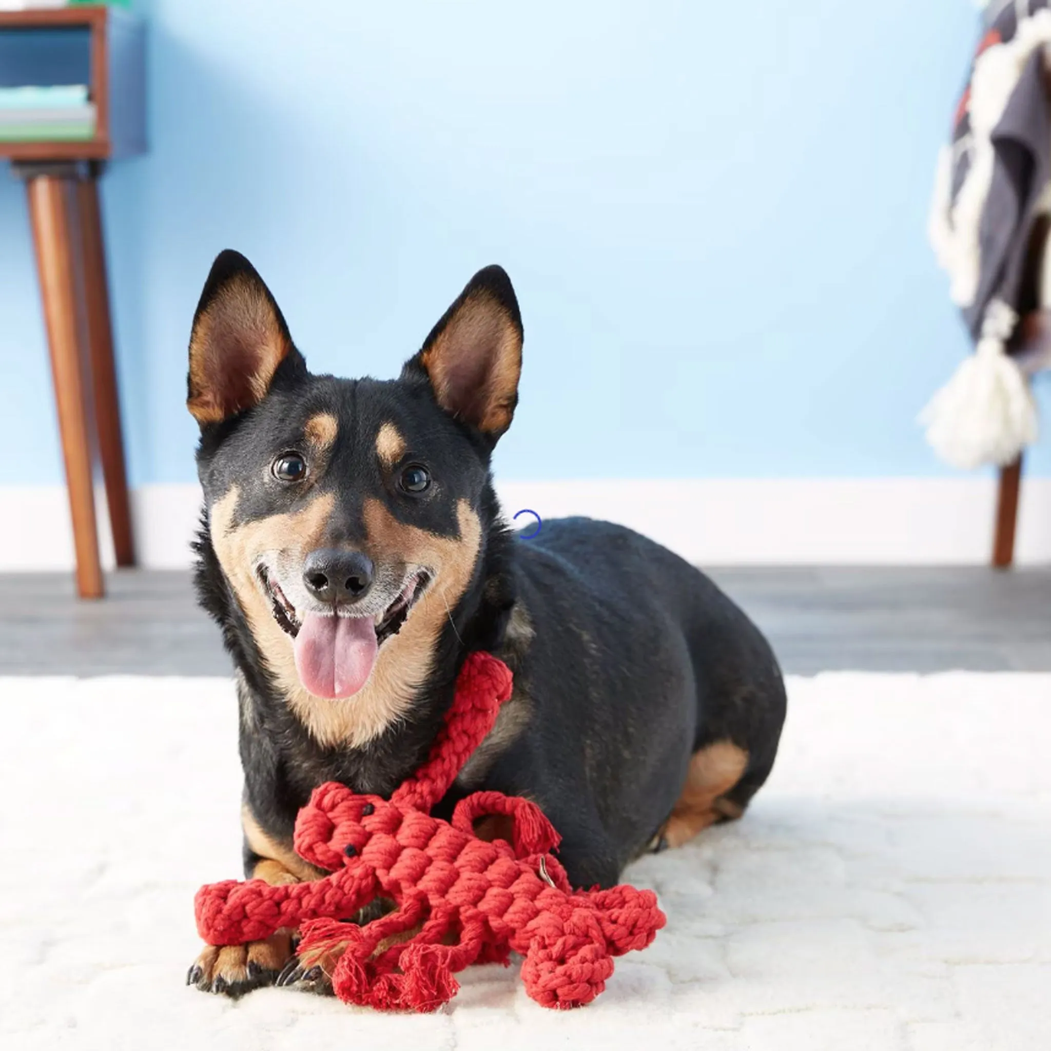Jax & Bones Louie Lobster Rope Dog Toy