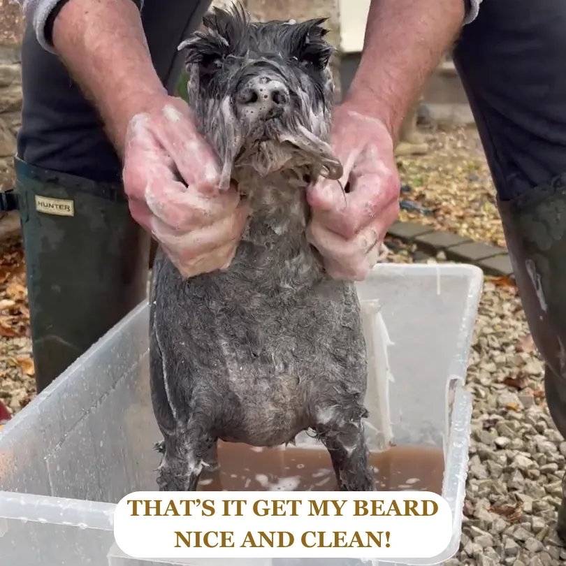 Lustre Muster Pet Shampoo & Conditioner - Green Clay & Rosemary