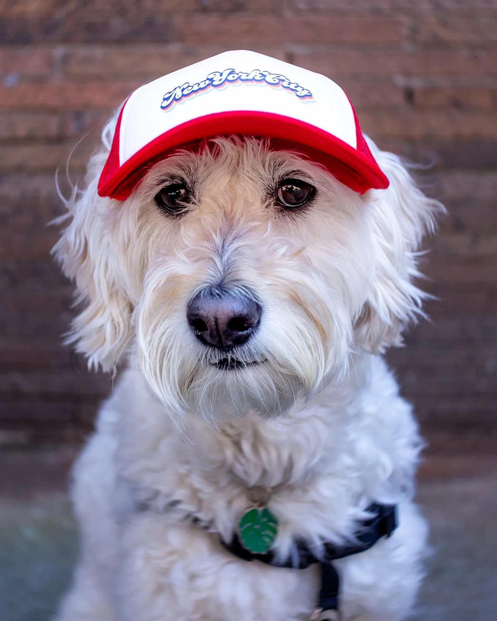 New York City Pet Trucker Hat (DOG & CO. EXCLUSIVE)