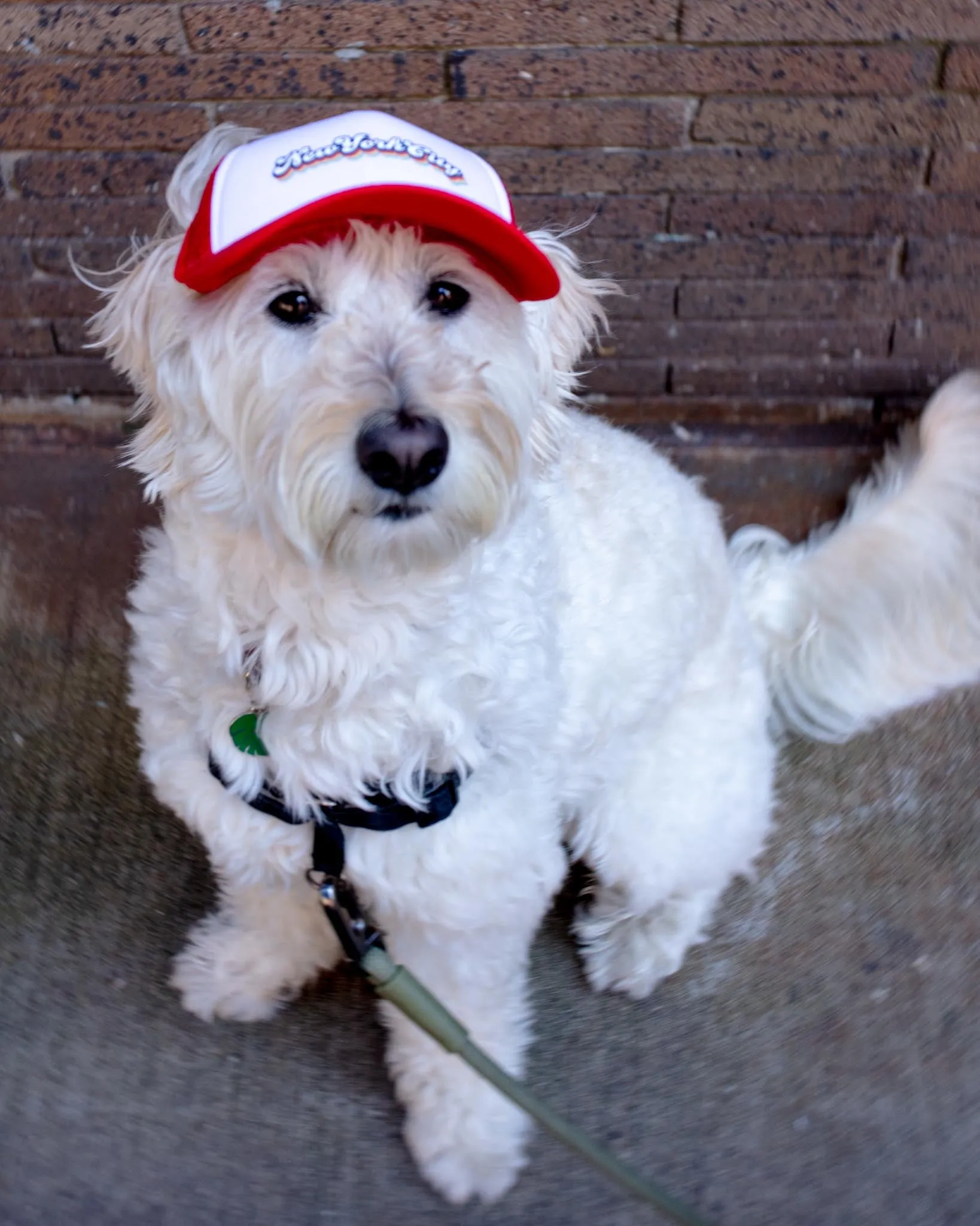 New York City Pet Trucker Hat (DOG & CO. EXCLUSIVE)