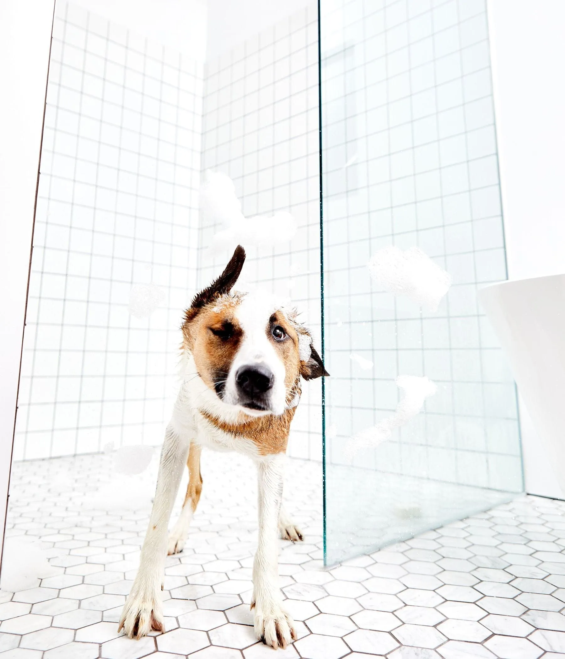The Patch - Dog Shampoo Bar